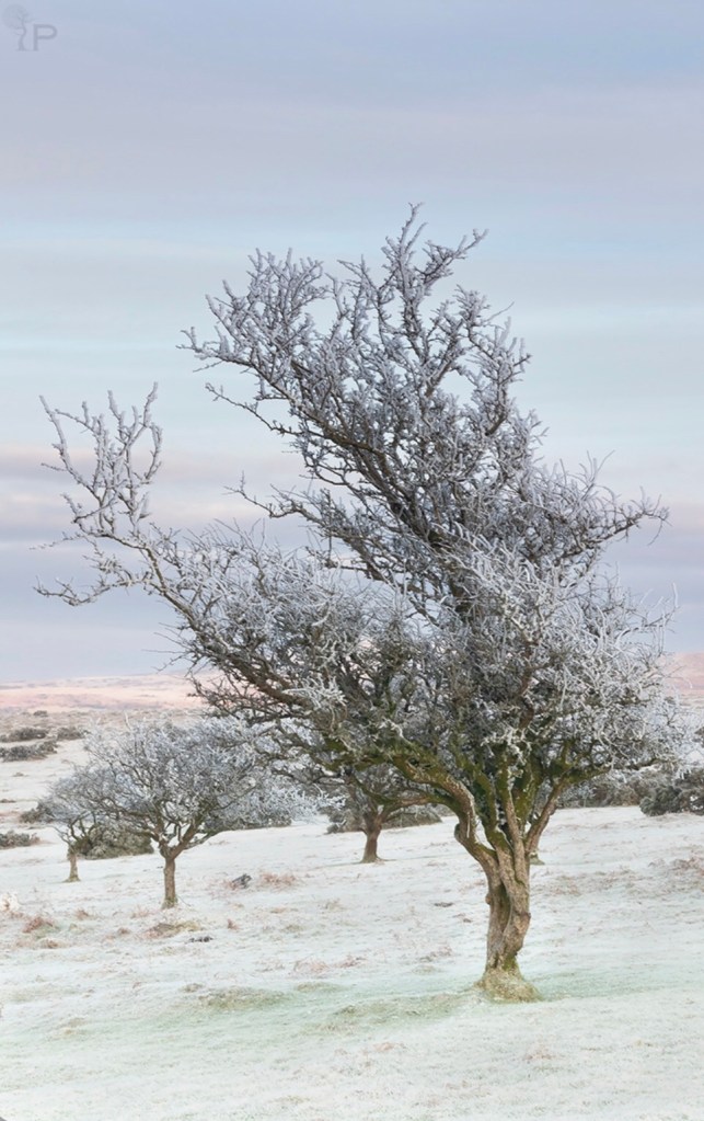 This image has an empty alt attribute; its file name is img_3638-2.jpg